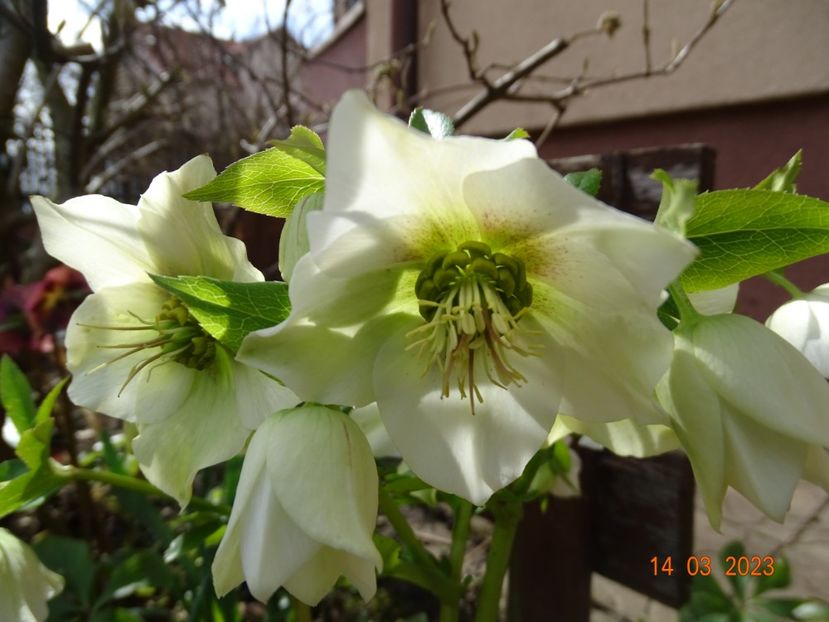 seedling - Helleborus 2023