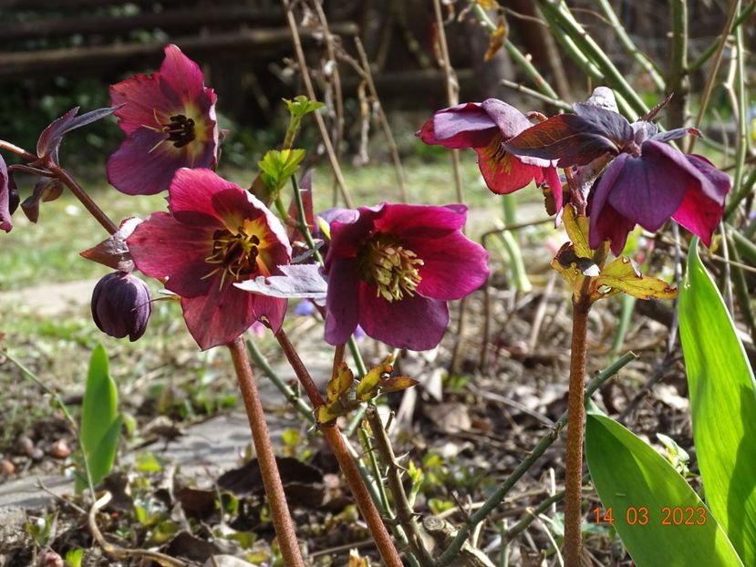 seedling - Helleborus 2023