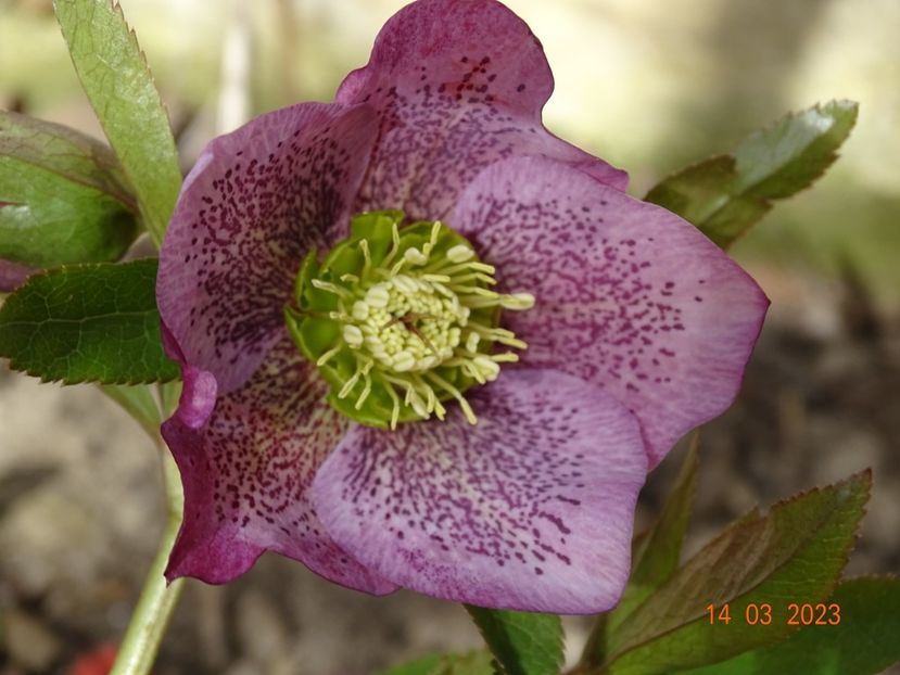 Montsegur - Helleborus 2023