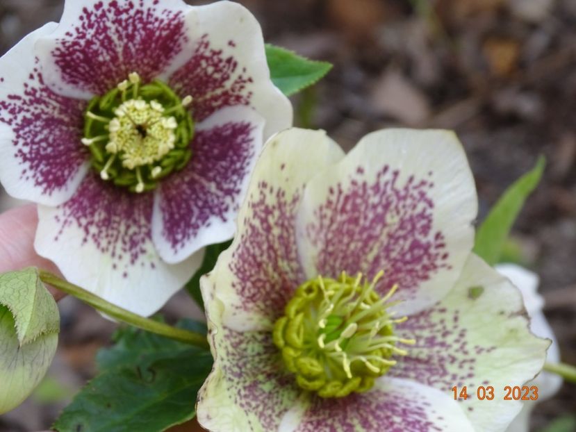 White Spotted - Helleborus 2023