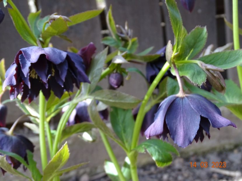 Double Ellen Purple - Helleborus 2023