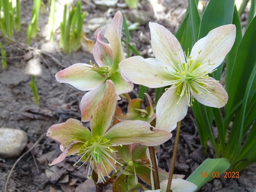 Winter Star - Helleborus 2023