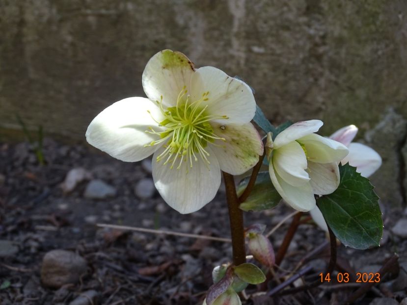 Candy Love - Helleborus 2023