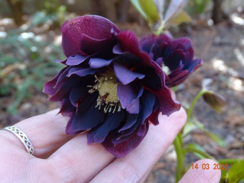 Double Ellen Purple - Helleborus 2023