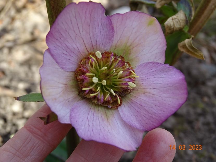 Paris in Pink - Helleborus 2023