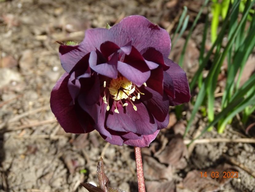 Double Ellen Red - Helleborus 2023