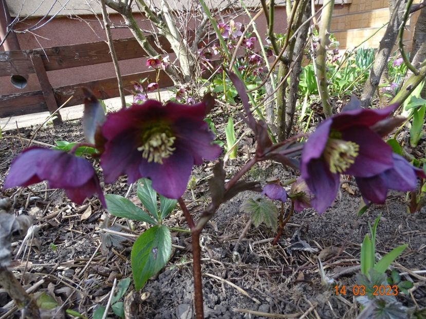 seedling - Helleborus 2023