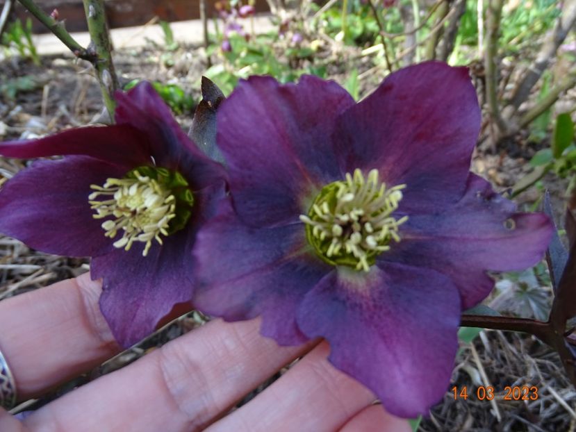 seedling - Helleborus 2023