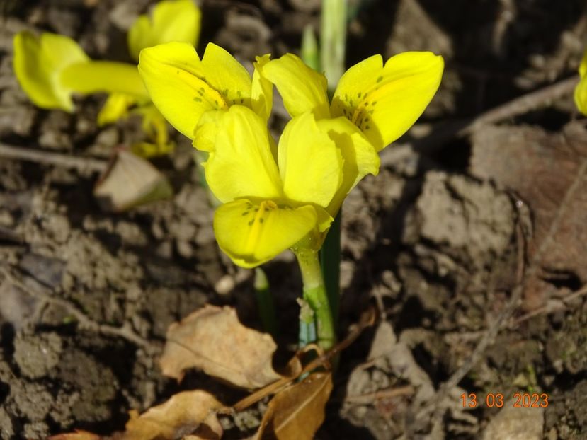 danfordiae - Irisi 2023