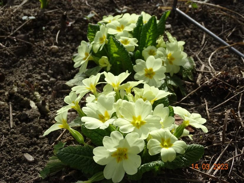 primula vulgaris - Primule 2023