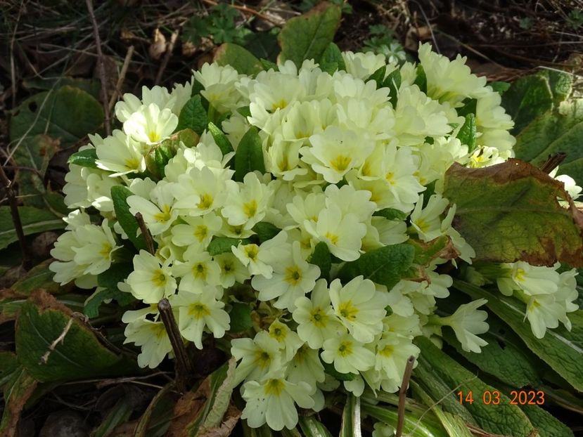 primula vulgaris - Primule 2023