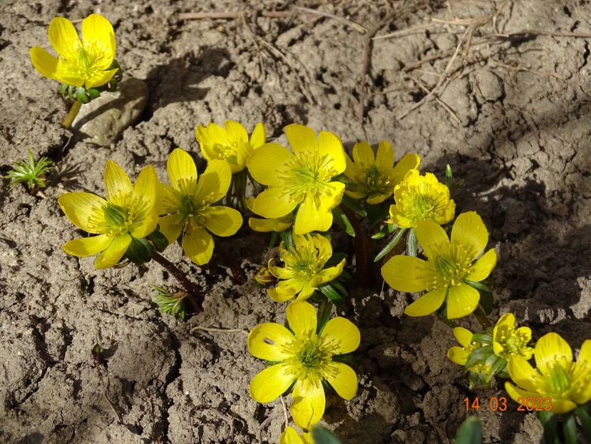 eranthis cilicica - Primavara 2023