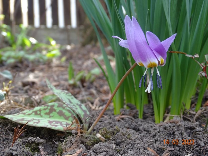 erythronium dens-canis - Primavara 2023