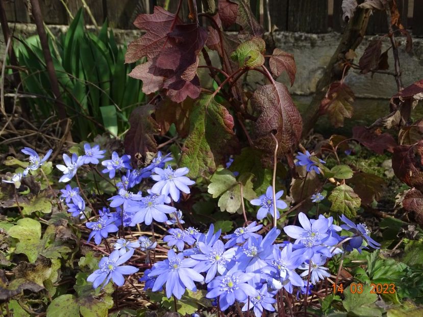 hepatica transsilvanica - Primavara 2023
