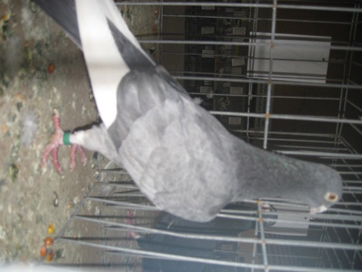 IMG_2291 - Sombor 2010