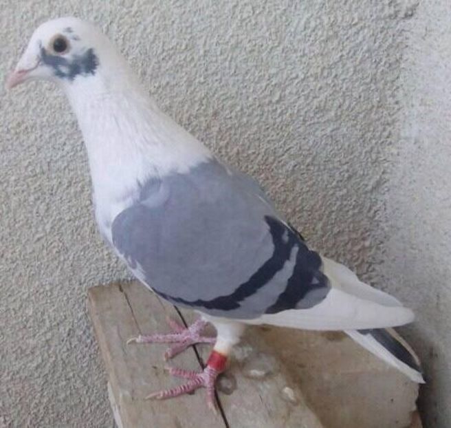 1 baltat - Porumbei vanduti