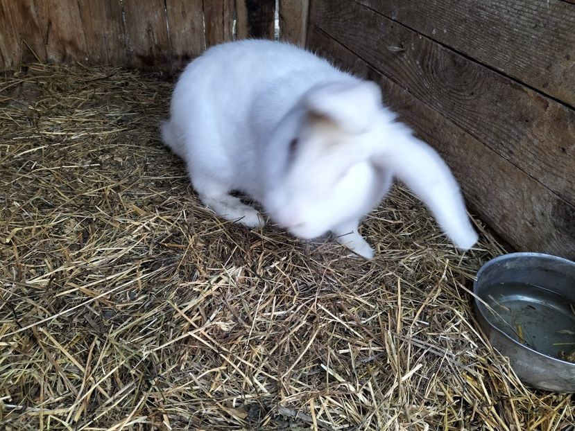 IMG20230314071743 - Iepurasii mei