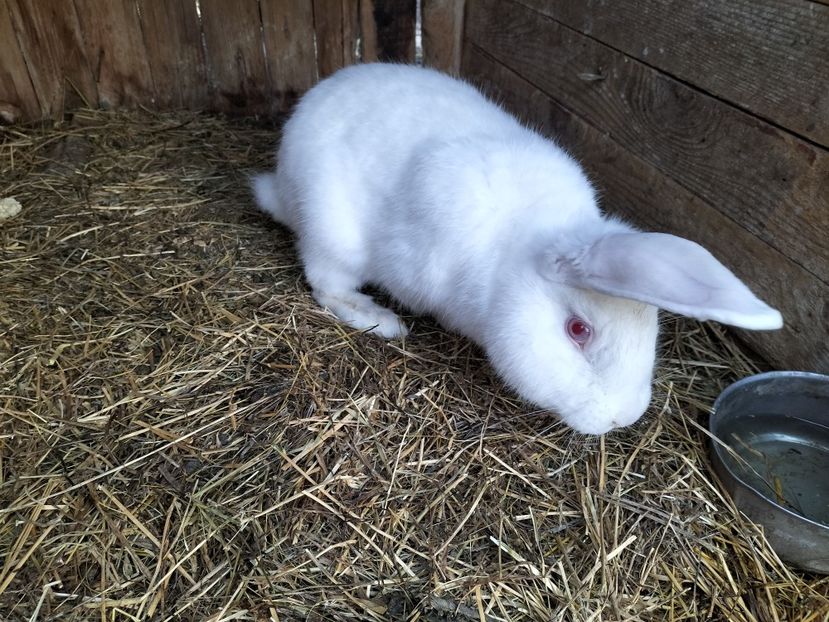 IMG20230314071741 - Iepurasii mei