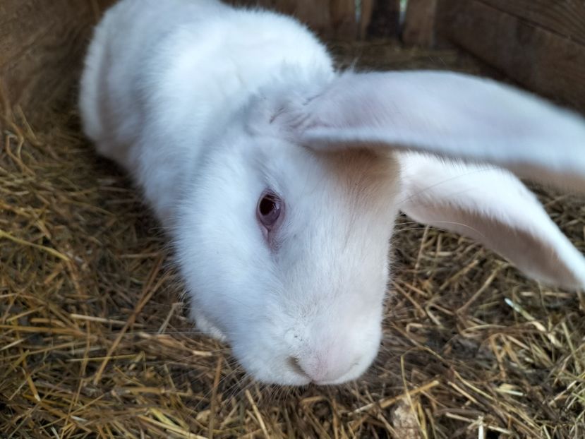 IMG20230314071738 - Iepurasii mei