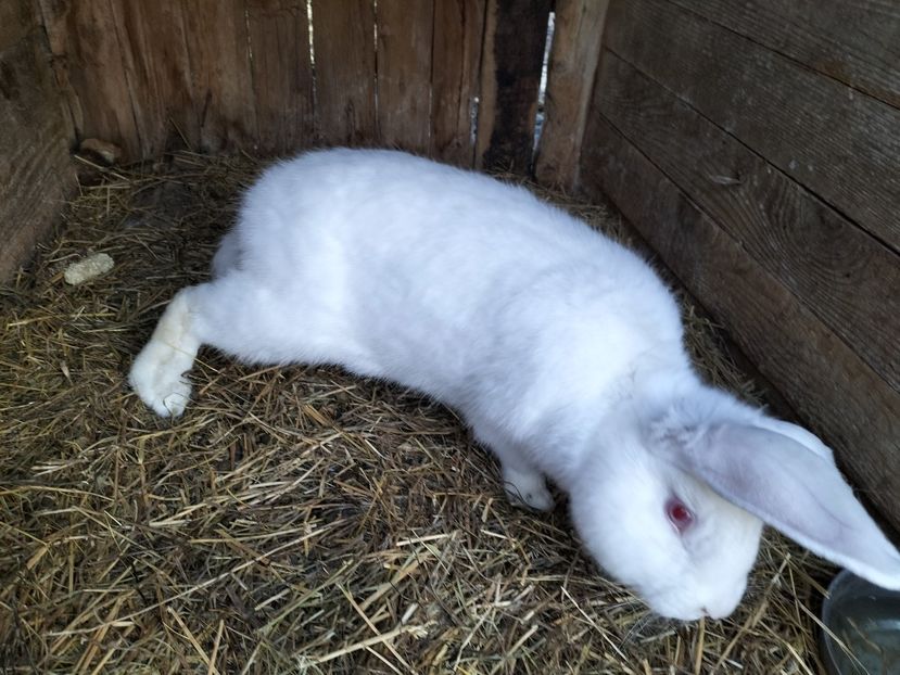 IMG20230314071725 - Iepurasii mei