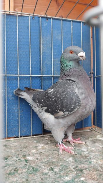 F 2022 - Perechi 2023