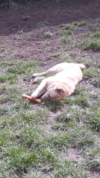 Screenshot_20230314-123814_Gallery - Codiță-Cody -Coco