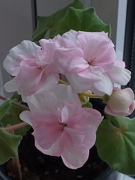 Och-Madpearl Rose - Muscate 2023