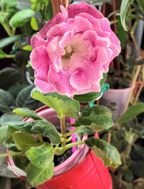 S-a deschis! ❤️❤️❤️ - Bombonelele gloxi