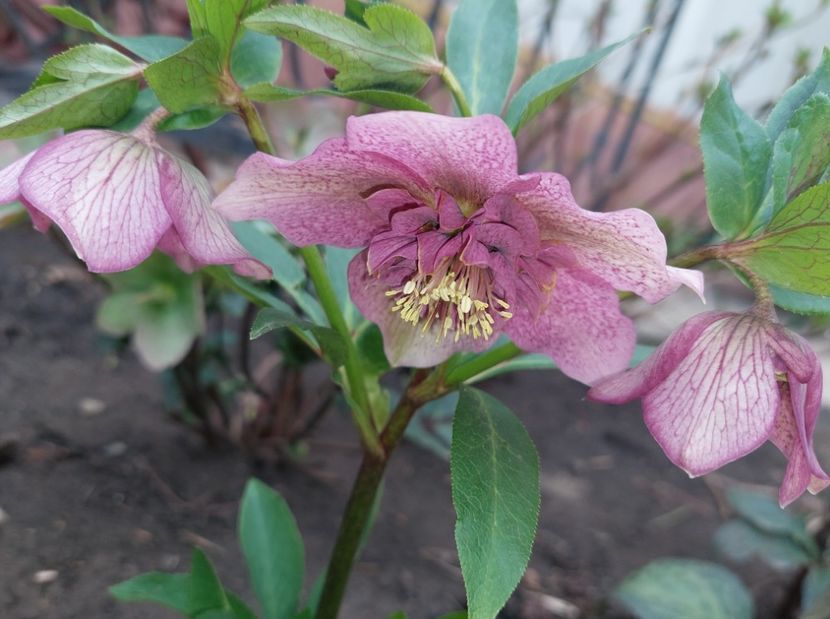 Helleborus Tutu - 2023 feb martie aprilie