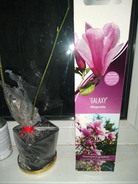 Magnolia Galaxy - Gradina