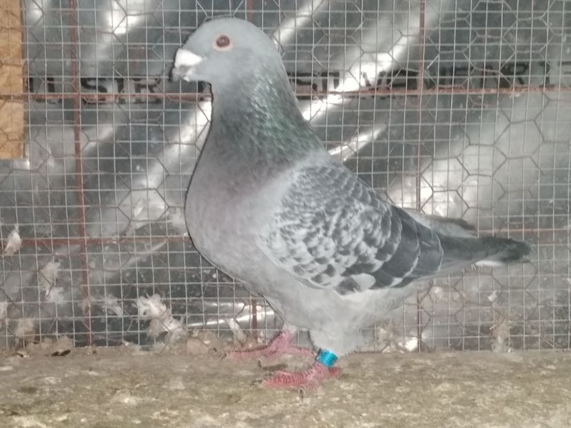  - Porumbei standard
