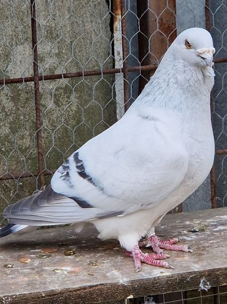  - MATCĂ 2023