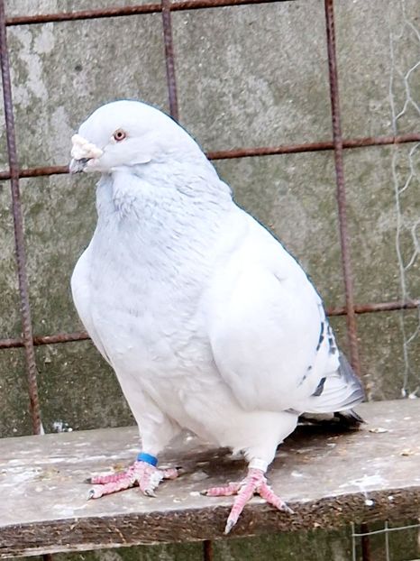  - MATCĂ 2023