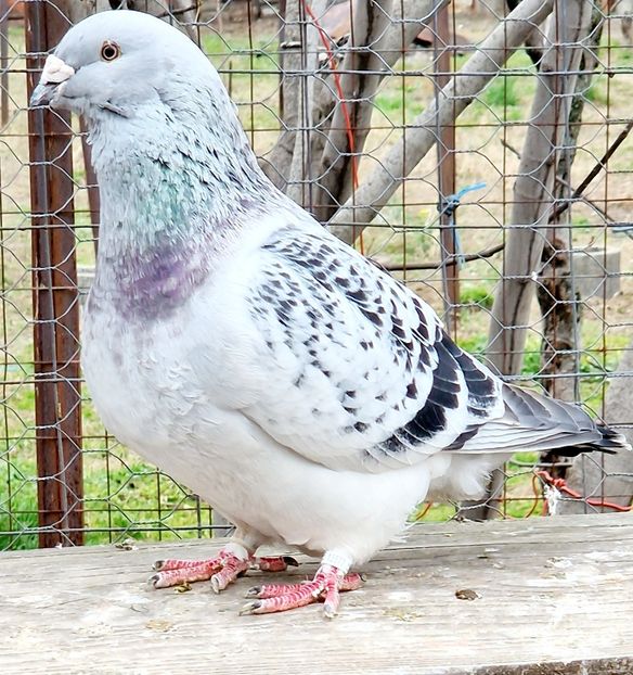  - MATCĂ 2023