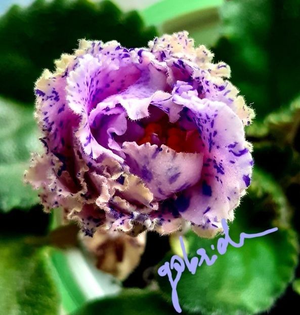 Lik Tver Pattern - AA Frunze de violete epuizat
