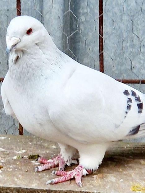  - MATCĂ 2023