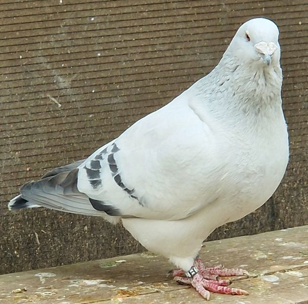  - MATCĂ 2023