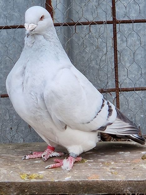  - MATCĂ 2023