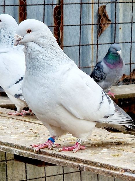  - MATCĂ 2023
