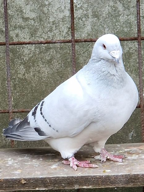 - MATCĂ 2023