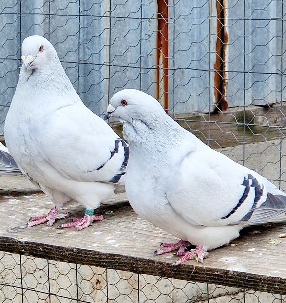  - MATCĂ 2023