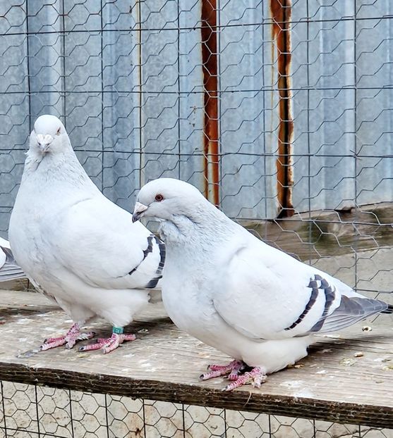  - MATCĂ 2023