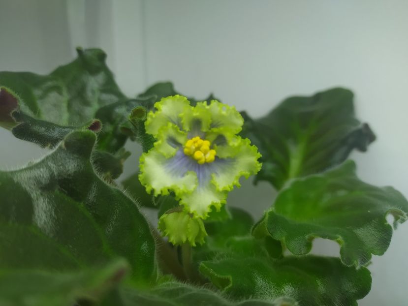 15 martie 2023 prima floare - RM Illyria