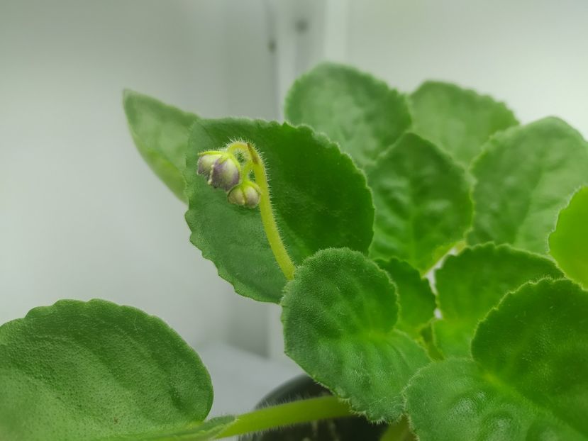 15 martie 2023 - BR Turmalin