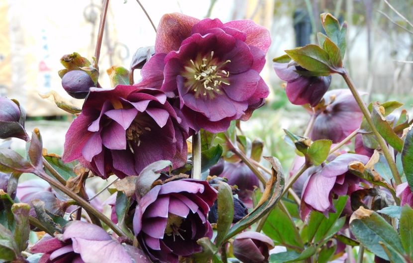 Double Hellen purple - Gradina 2023