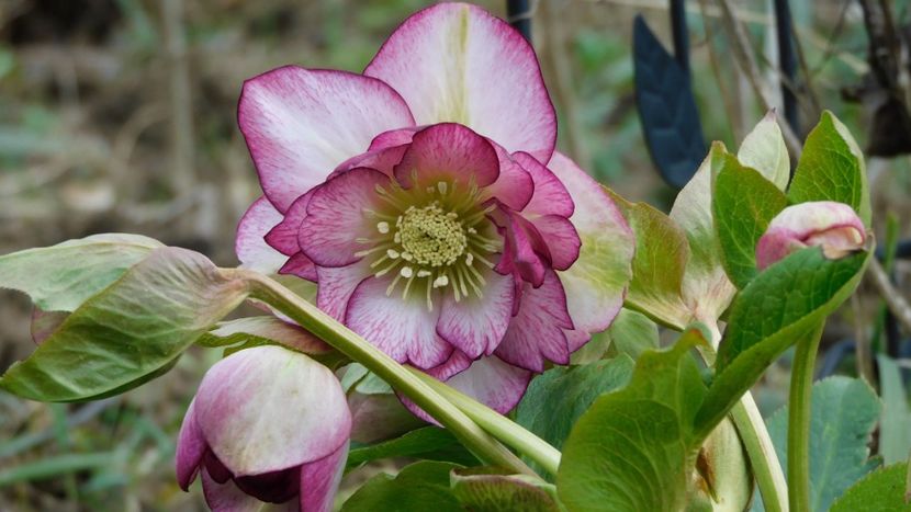 Cherry blossom - Gradina 2023