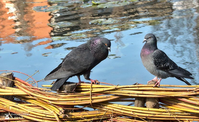 w-2 Pig 23 - PASARI - BIRDS