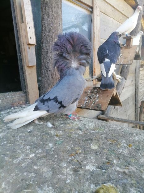  - maria stuar albastrii