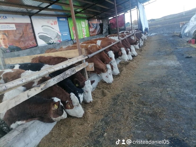 9ee32fec8c577fc2438823fe0dab7995_1 - un alt inceput