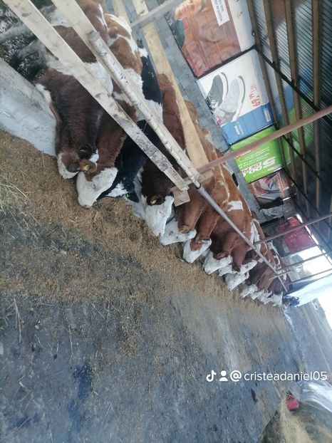 5340ced1165968065a82ce5b2c0e24b4_2 - un alt inceput